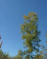 Domai - 55-sarka_3_7504